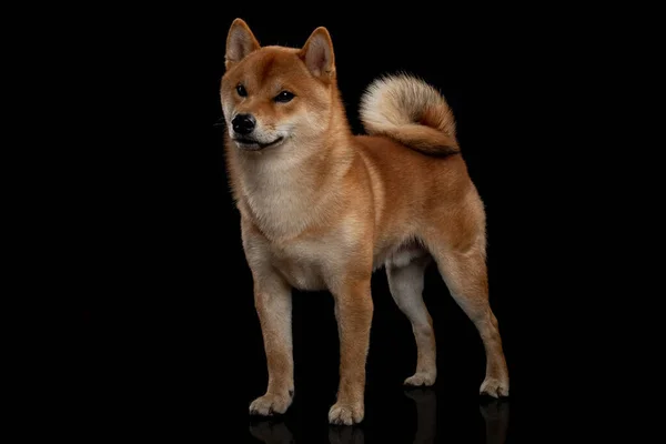 Red shiba inu japanese dog on studio — Stock Photo, Image