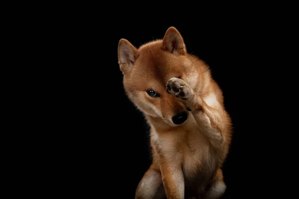 Piros shiba inu japán kutya a stúdióban — Stock Fotó