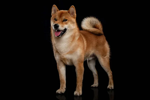 Red shiba inu japanese dog on studio — Stock Photo, Image