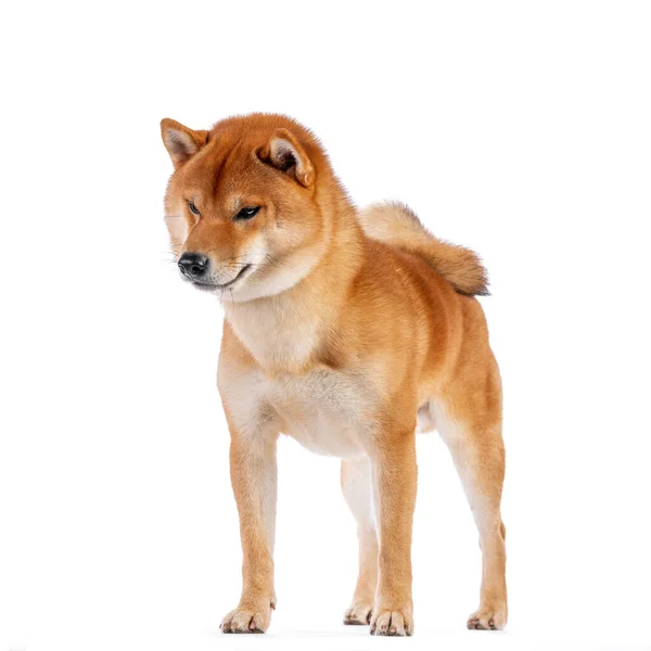 Rojo shiba inu japonés perro en estudio —  Fotos de Stock