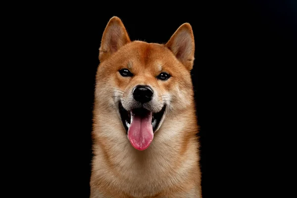 Piros shiba inu japán kutya a stúdióban — Stock Fotó