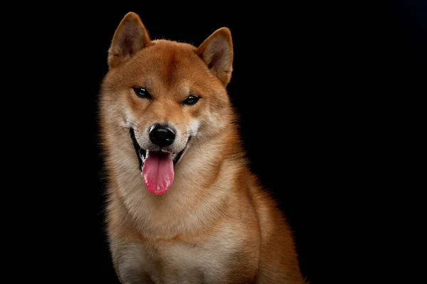 Rouge shiba inu japonais chien en studio — Photo