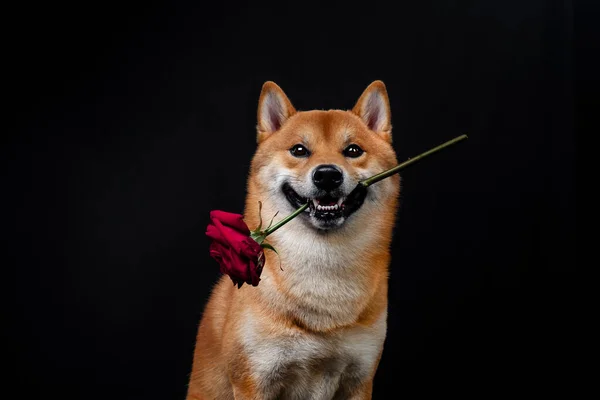 Červená shiba inu japonský pes na studio — Stock fotografie