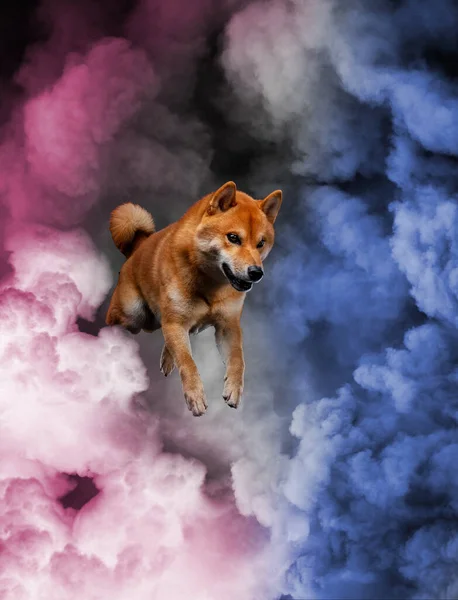 Red shiba inu japanese dog on studio — Stock Photo, Image