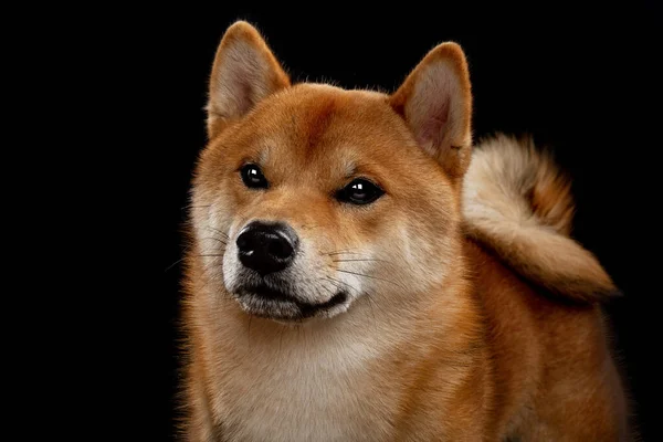 Vermelho shiba inu japonês cão no estúdio — Fotografia de Stock