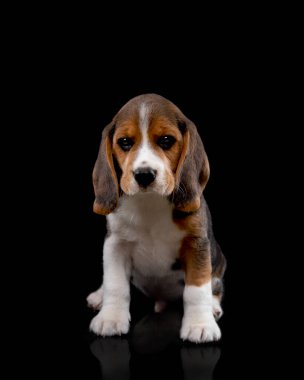 Üç renkli küçük av köpeği.