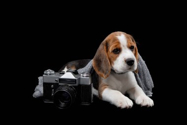 Üç renkli küçük av köpeği.