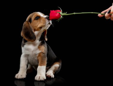 Üç renkli küçük av köpeği.