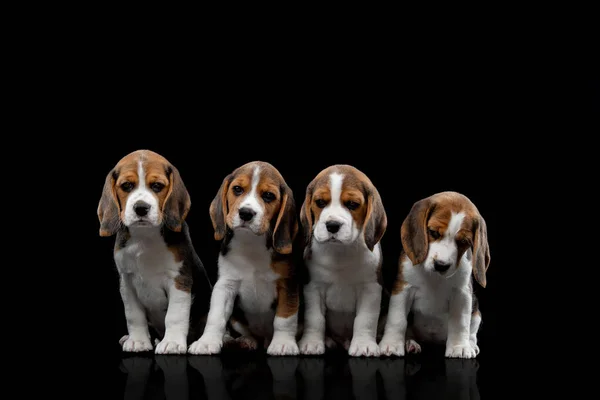 Tricolor little beagle baby puppy — Stock Photo, Image