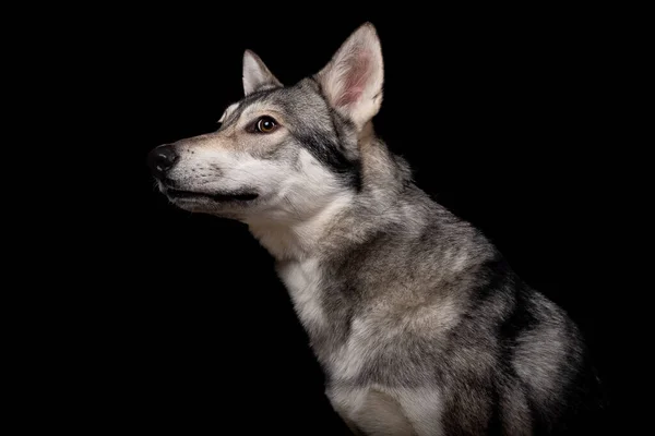 O belo cão lobo de Saarlos — Fotografia de Stock