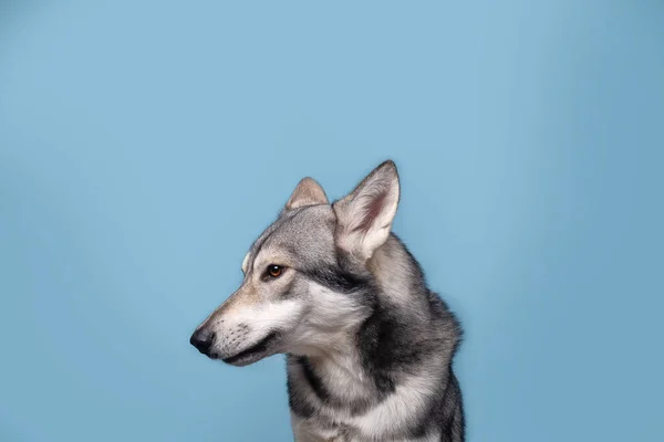 Saarlos 'un güzel kurt köpeği. — Stok fotoğraf