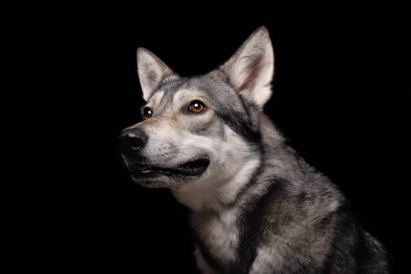 The beautiful wolf dog of Saarlos. High quality photo