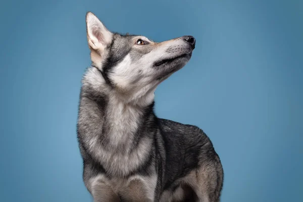 O belo cão lobo de Saarlos — Fotografia de Stock