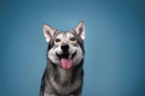 Il bellissimo cane lupo di Saarlos — Foto Stock