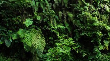 Arkaplan olarak yeşil bitki yapraklarını kapat