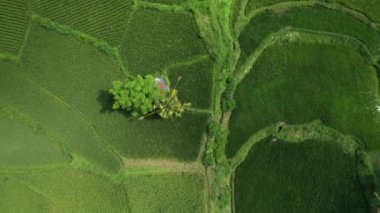 Bali adasındaki yeşil pirinç tarlaları, Jatiluwih, Ubud, Endonezya yakınları, Asya Havacılık manzarası