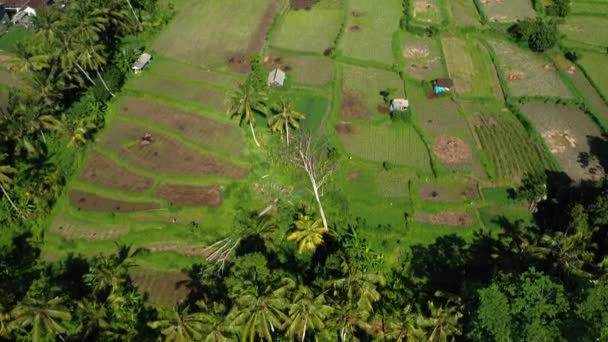 巴厘岛的绿稻田 Jatiluwih 靠近印度尼西亚Ubud Asia Aerial View — 图库视频影像