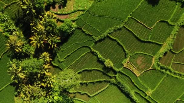 Pemandangan Teratas Dari Sawah Hijau Dan Kuning Segar — Stok Video