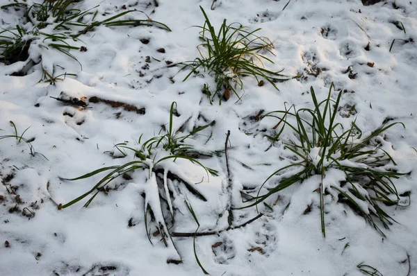 Creen Hierba Bosque Invierno — Foto de Stock