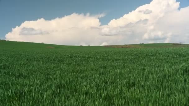 Campo Grano Verde Appena Piantato Agricoltura Meteorologia Campo Seminato Nuvole — Video Stock