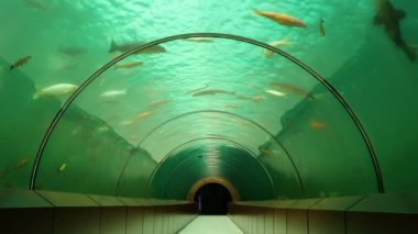 Turistik sualtı balık akvaryumu tüneli. Kimse yok.