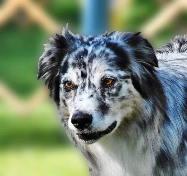 Detailní Záběr Australského Ovčáckého Psa Během Soutěže Obedience Dog Show — Stock fotografie
