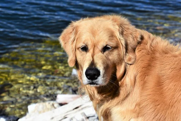 Detailní Záběr Krásného Zlatého Retrívra Psa Stojícího Vedle Horského Jezera — Stock fotografie