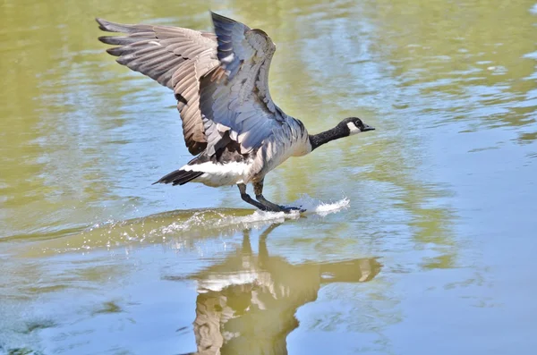 Canada goose landing on a lake. — Stock Photo, Image