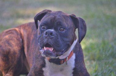 Bir Çimenlikte oturan kahverengi boxer köpek.