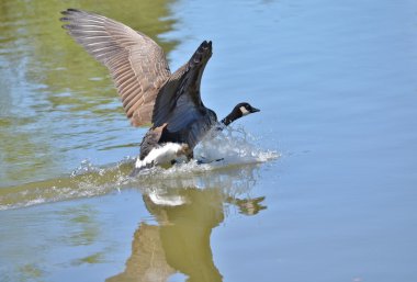 Kanada Kaz Gölü 'ne iniyor.