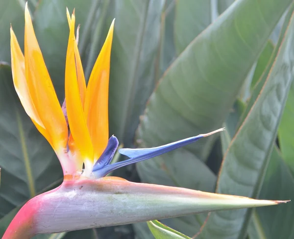 Close up of a bird of paradise. — Stock Photo, Image