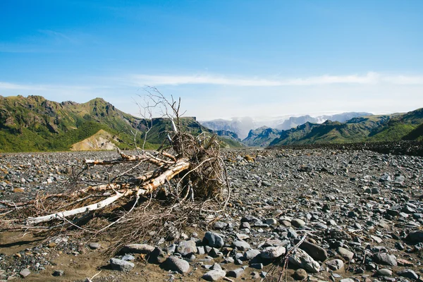 Tronco seco no vale da Islândia — Fotografia de Stock