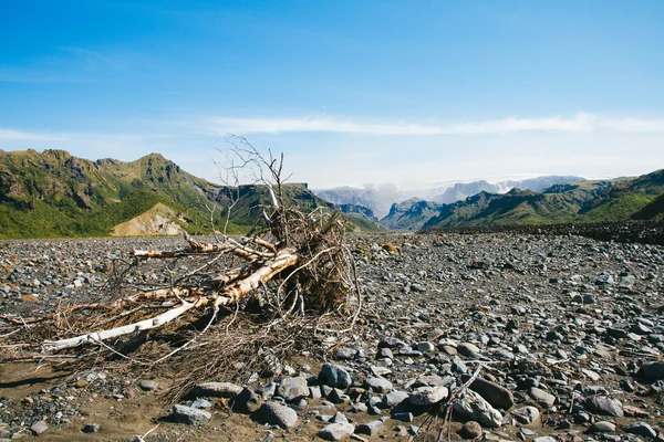 Droge stam in de vallei van IJsland — Stockfoto