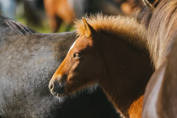 Icelandic horse — Stock Photo, Image