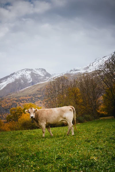 Cows on mountain — Stock Photo, Image