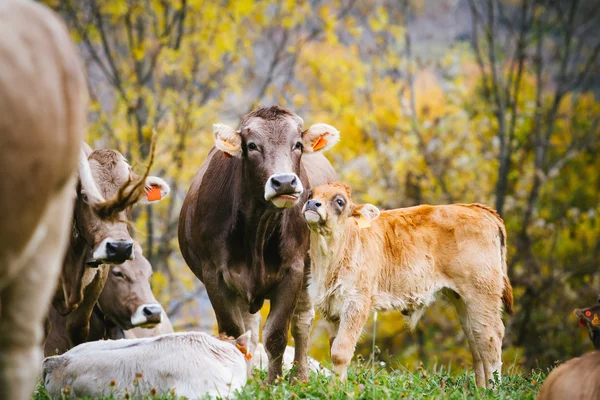 Cows on mountain — Stock Photo, Image