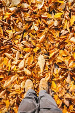 Sonbahar Yaprakları