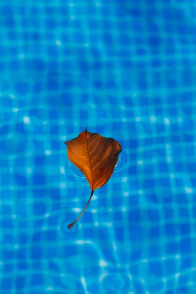 Folha de árvore na piscina — Fotografia de Stock