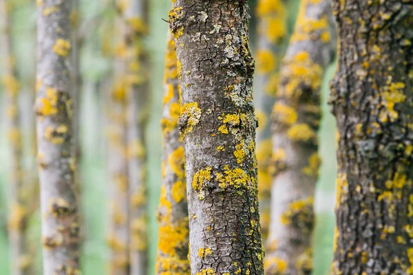 Tree trunk — Stock Photo, Image