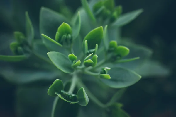 Makro bitki — Stok fotoğraf