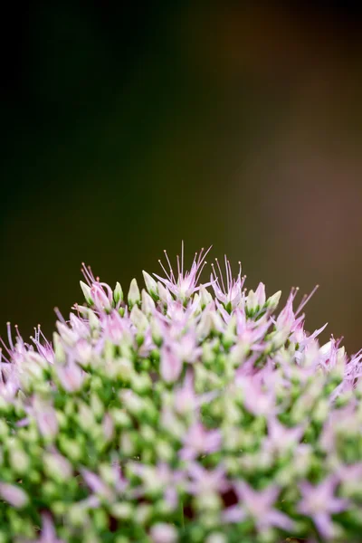 Makro bitki — Stok fotoğraf