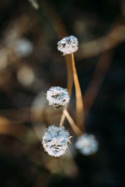 Macro planta — Foto de Stock