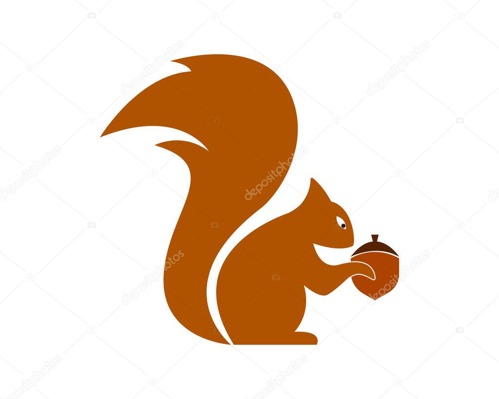 Squirrel logo template illustration design