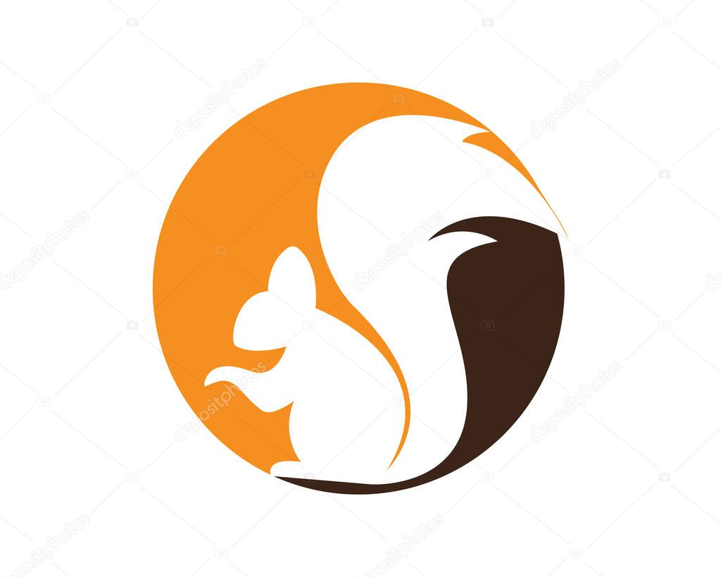 Squirrel logo template illustration design