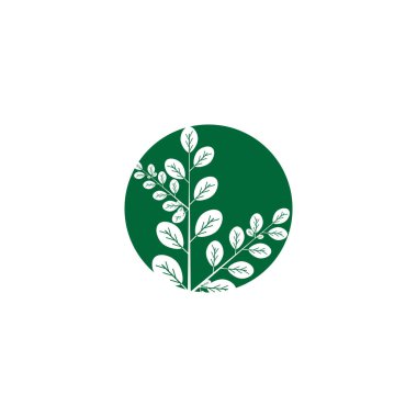 Moringa yaprağı logo şablonu vektör sembolü doğa