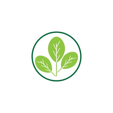 Moringa yaprağı logo şablonu vektör sembolü doğa
