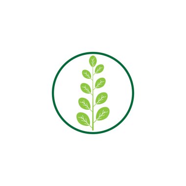 Moringa yaprağı logo şablonu vektör sembolü doğa
