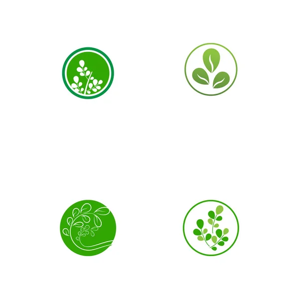Set Moringa Foglia Logo Template Vettoriale Simbolo Natura — Vettoriale Stock