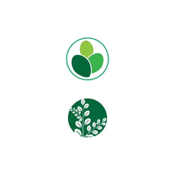 Moringa Feuille Logo Modèle Vectoriel Symbole Nature — Image vectorielle