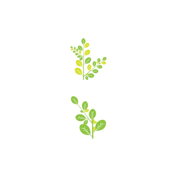 Moringa Leaf Logo Template Vector Symboic — 스톡 벡터